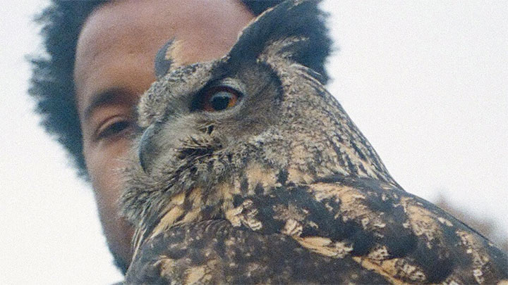 Cautious Clay holds a perched owl in a music video for a song called Reasons