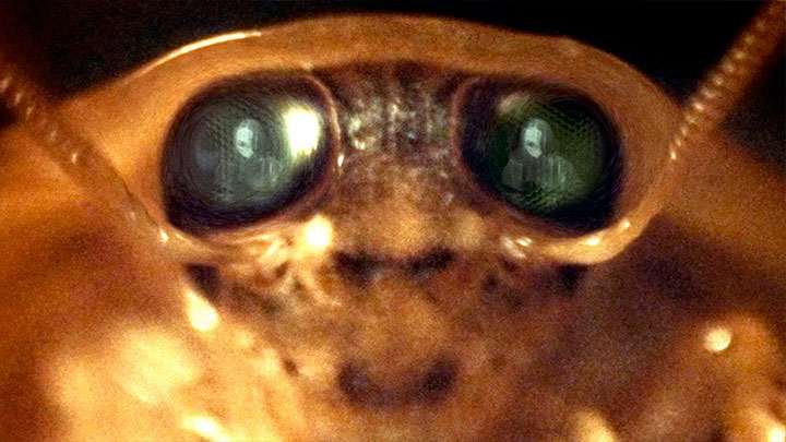Crumb - The Bug